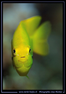 Face to face... Que du bonheur... :O)... by Michel Lonfat 